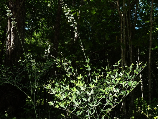{Baptisia albescens}
